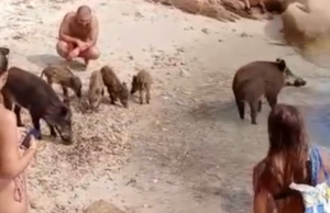 La Maddalena, spiaggia invasa dai cinghiali: stupore e risate tra i bagnanti
