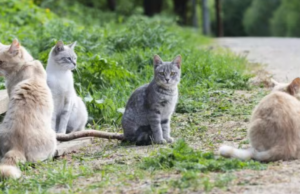 I gatti della vicina lo disturbano, lui tenta di avvelenarli: denunciato