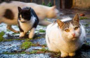 Associazione animalista denuncia 51enne di Villasor per uccisione di gatti