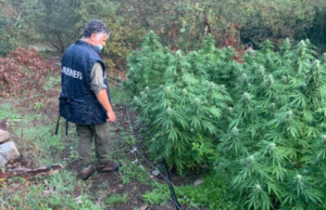 Teneva le piante di marijuana in cortile: disoccupato arrestato a Milis