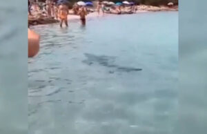Sorpresa nel mare di Caprera: uno squalo nuota tra i bagnanti
