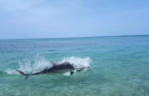 Paura tra i bagnanti di Torre dei Corsari e video virale: “Squalo, tonno o un delfino?”