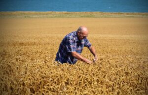 Agricoltura sarda in crisi, Piana (CSA): “Serve moratoria per le aziende”