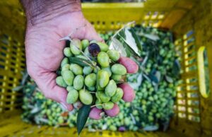 Anche una sarda tra le cinque migliori produttrici di olio in Italia