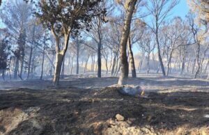 Parco di San Michele, nuovi alberi al posto di quelli bruciati