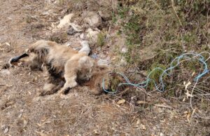 Atrocità a Sassari: cane trovato morto con un cappio intorno al collo