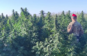 Maxi piantagione di cannabis: tre misure cautelari tra Mores e Ozieri