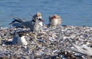 Oristano, le prime nidificazioni sull’isolotto fatto di gusci di cozze