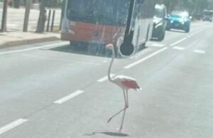 Fenicottero rosa nel traffico di viale Poetto, foto virale