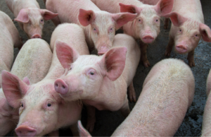 Peste suina a Dorgali, Doria: “Caso d’importazione, reazione tempestiva”