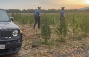 Piantagione con 3300 piante di cannabis: carabinieri arrestano 18enne