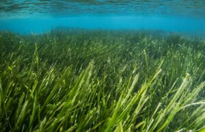 Porto Conte, boe d’ormeggio per salvare la posidonia: in arrivo 1,7 milioni dal Pnrr