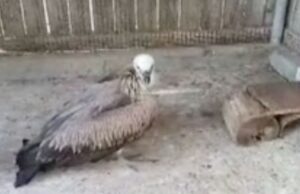 Era in difficoltà sul ciglio della statale 131, forestali salvano un grande grifone