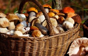 Raccolta funghi, le regole per evitare quelli velenosi e i controlli