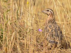 Sardegna, prosegue la lotta al bracconaggio: la Regione resta in prima linea