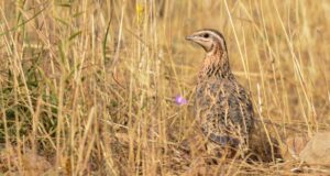 Sardegna, prosegue la lotta al bracconaggio: la Regione resta in prima linea