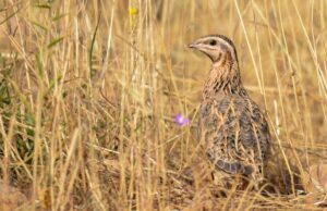 Sardegna, prosegue la lotta al bracconaggio: la Regione resta in prima linea