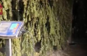 Blitz della polizia a Gonnesa: scoperta una piantagione di marijuana