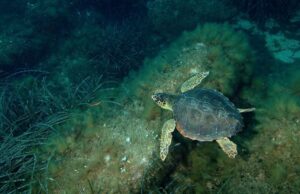 Ancora nascite per le tartarughe caretta caretta: sette a San Teodoro