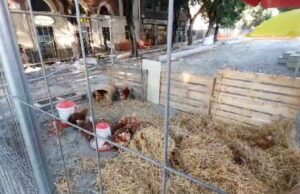 Cantieri fermi in viale Trieste: per protesta spunta un pollaio con le galline