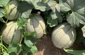 Narbolia, rubano meloni in un campo e aggrediscono la proprietaria