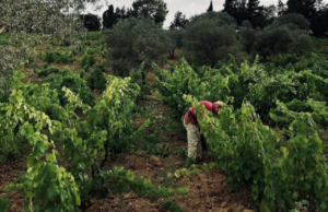 Guida slow wine, premio speciale all’azienda Schirru di Orroli