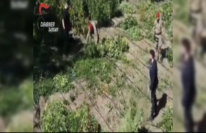 Blitz dei carabinieri nel Sassarese: 12 mila piante di marijuana sequestrate