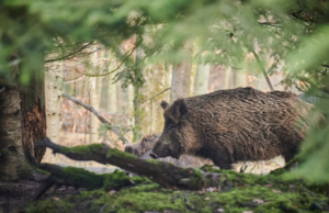 Caccia al cinghiale, arriva il via libera della Asl in Ogliastra