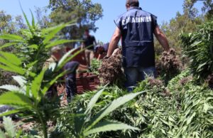 Nascondeva 120 chili di marijuana in un capanno nel bosco