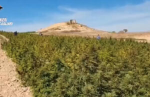 Maxi sequestro di marijuana: 3mila piante nelle campagne di Pimentel