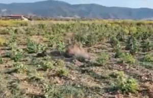 Nuova piantagione di marijuana: 1.500 piante in un terreno a Carbonia