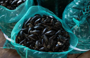 Rubati 110 kg di cozze prelibate a Cabras: arrestate due persone