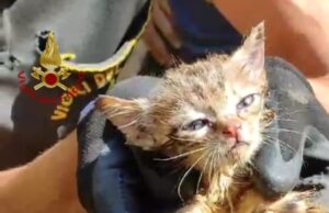 Gattino intrappolato nei tubi di scarico: salvato dai Vigili del fuoco