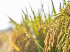 Boom di produzione per il riso sardo, clima favorevole