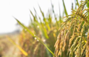 Boom di produzione per il riso sardo, clima favorevole