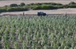 Nuovo maxi sequestro di marijuana: 6.500 piante in un terreno a Guspini