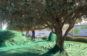 Cagliari, autorizzata la raccolta delle olive nei parchi e nelle rotonde