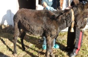 Asina legata e trascinata, la Protezione animali presenta la denuncia