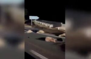 Gregge di pecore travolto da un’auto sulla Carlo Felice