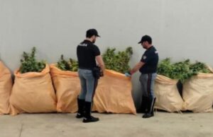 Trecento chili di marijuana sul suo camion: autista arrestato