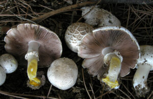 Cucina funghi appena raccolti, ma sono velenosi: 59enne in ospedale