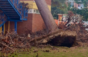 Albero crollato a Cagliari, chiudono due scuole il 28 e 29 novembre