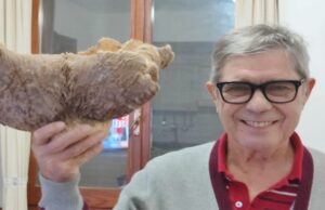 Fungo record a Villamassargia: pioppino da 1,7kg