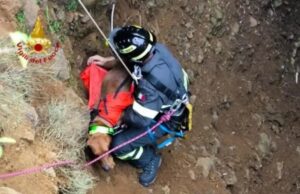 Nuxis, cane da caccia in un dirupo: recuperato dai Vigili del fuoco