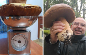 Una scoperta “pesante”: trovato porcino da 1,6 kg nelle campagne di Lodine