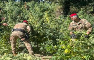 Arborea, smantellata una coltivazione illegale di canapa: due arresti