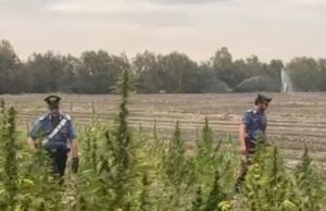 Serramanna, sotto sequestro 85 kg di cannabis light “illegale”