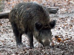Paura Villacidro, auto si scontra con cinghiale: nessun ferito