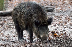Confagricoltura: “I cinghiali sono un danno per campi agricoli”