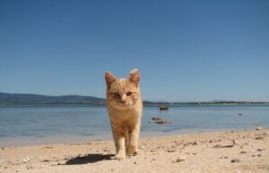 Su Pallosu, il Tribunale assolve i “gattari” della spiaggia: nessun reato